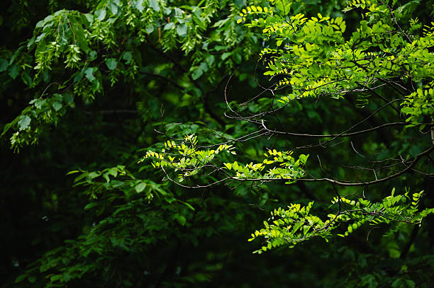 Vivid green leaves on thin branches are illuminated by soft natural light, standing out against a darker, dense forest backdrop. The image highlights contrast and depth in nature, capturing a tranquil and atmospheric moment in a summer woodland.