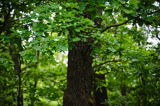 A detailed view of a sturdy oak tree trunk surrounded by vibrant green leaves in a dense forest. The image captures the rich textures of bark and foliage, bathed in soft natural light. The scene conveys a serene, untouched atmosphere deep within the woods.