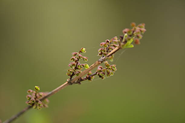 istock Early Spring Buds of Korean Abeliophyllum on Thin Twig 2222407046