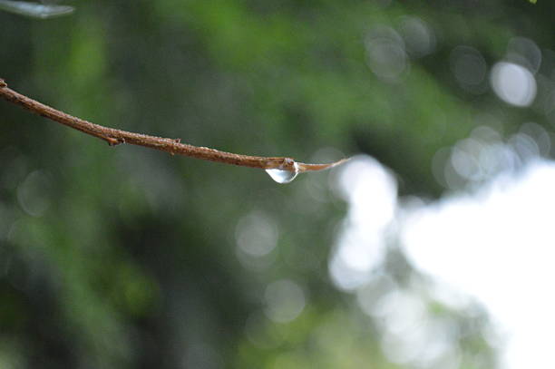 water droplets on green leaves