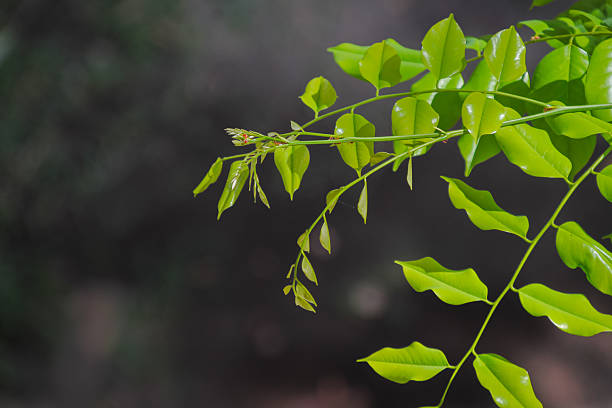 istock Vibrant green leaves illuminated by sunlight on a tree branch detail 2222409140