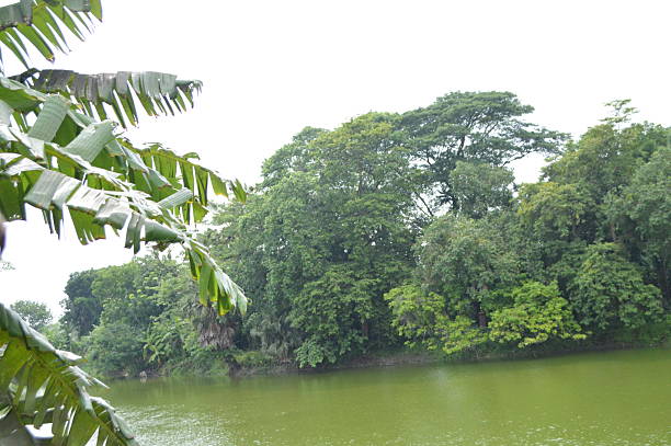 istock serene lake view framed by lush trees in natural scenery 2222409845