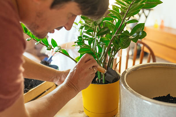 istock Man with houseplants at home in springtime 2222410700
