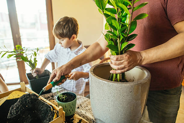 istock Family with houseplants at home in springtime 2222410824