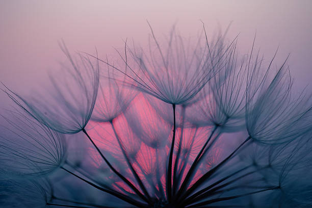 istock Dandelion Seeds Blowing in the Wind at Sunset 2222411535