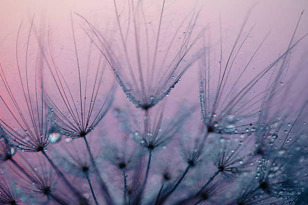 istock Dandelion Seeds Blowing in the Wind at Sunset 2222411612