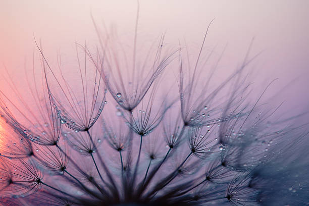 istock Dandelion Seeds Blowing in the Wind at Sunset 2222411841