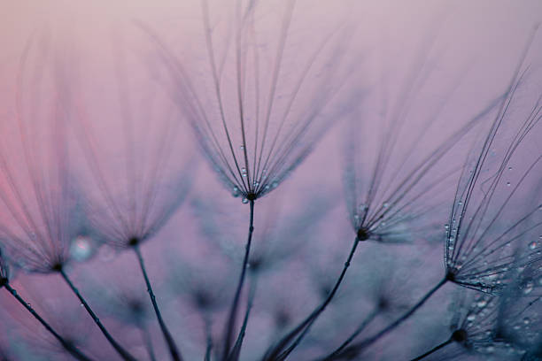 istock Dandelion Seeds Blowing in the Wind at Sunset 2222412126