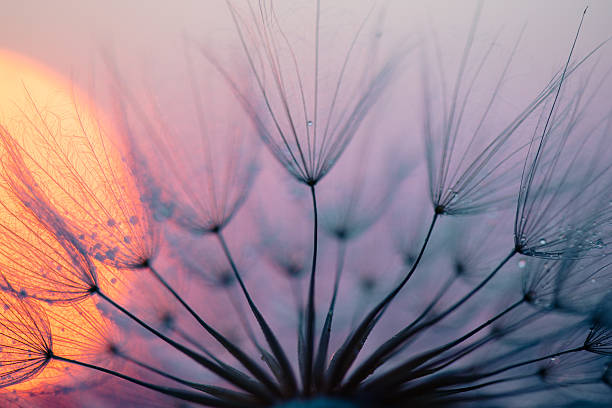 istock Dandelion Seeds Blowing in the Wind at Sunset 2222412403
