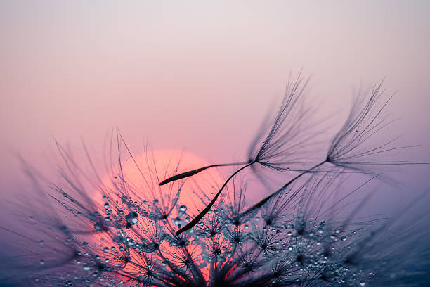 istock Dandelion Seeds Blowing in the Wind at Sunset 2222412619