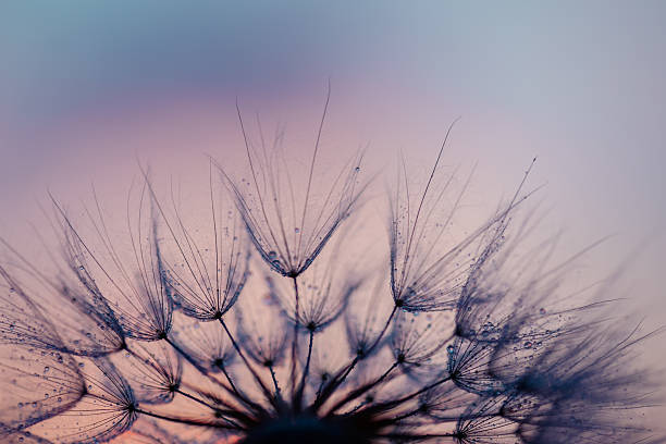 istock Dandelion Seeds Blowing in the Wind at Sunset 2222412729