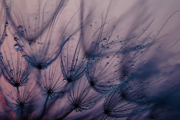 istock Dandelion Seeds Blowing in the Wind at Sunset 2222413036