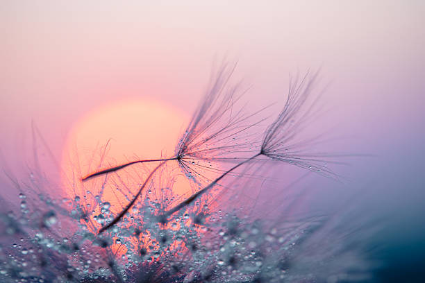 istock Dandelion Seeds Blowing in the Wind at Sunset 2222413422