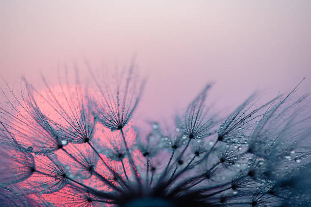 istock Dandelion Seeds Blowing in the Wind at Sunset 2222413594