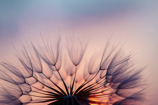 istock Dandelion Seeds Blowing in the Wind at Sunset 2222414173