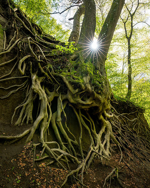 Beech tree roots detail