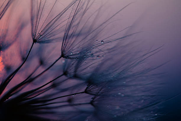 istock Dandelion Seeds Blowing in the Wind at Sunset 2222414537