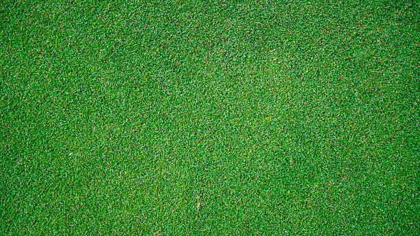 istock Green grass pattern and texture for background, top view background of garden bright grass concept. 2222414837