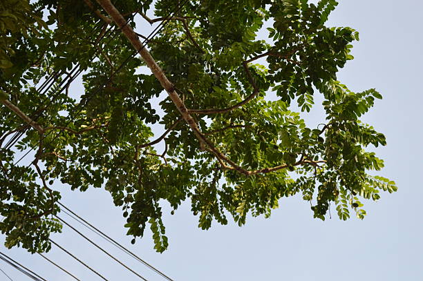 istock various beautiful  tropical green tree, branches of various trees against the blue sky. 2222415607
