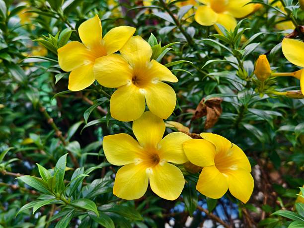 istock Alamanda flower (Allamanda cathartica) in the afternoon 2222416105