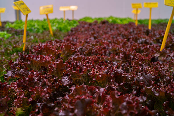 Hydroponic lettuce growing in smart, pesticide-free greenhouse. Fusion of modern agro-tech and pure nature. Healthy leaves nurtured by mineral-rich water. High quality