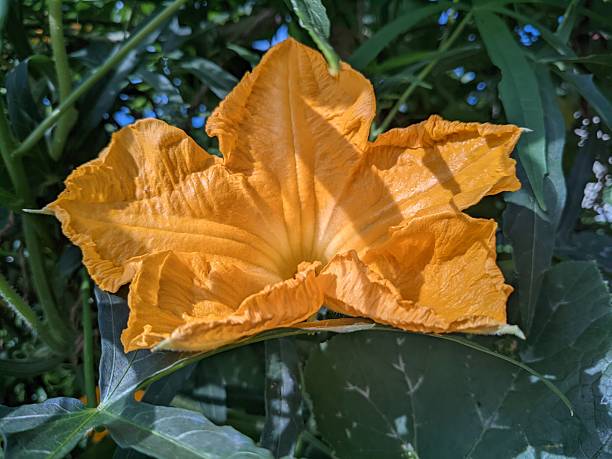 bright orange pumpkin flowers amidst green leaves