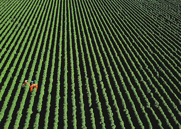 Aerial view of a vast rural coffee plantation with perfectly aligned green rows. A single orange coffee harvester machine is operating among the plants, highlighting the mechanized harvesting process. The photo was taken during daytime under clear skies in a countryside setting. The image showcases agricultural machinery, coffee farming, and large-scale crop production in a rural landscape.