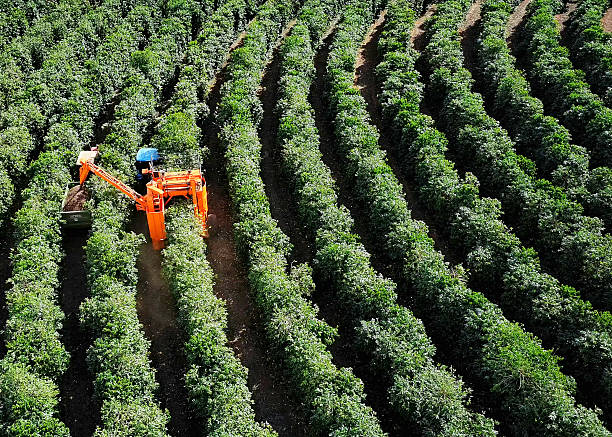 istock Coffee Harvester Working in Coffee Plantation – Aerial View 2222418779