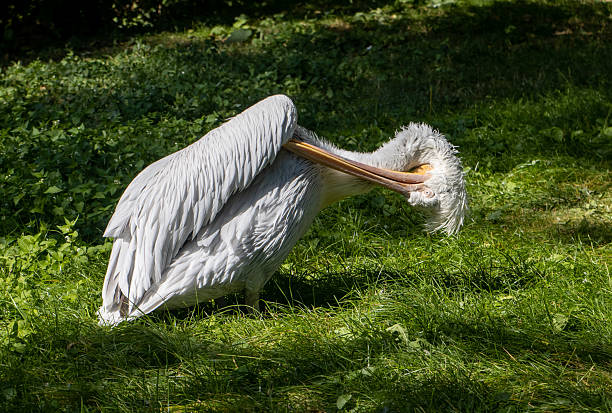 istock The Dalmatian pelican (Pelecanus crispus) on a green grass. 2222419370
