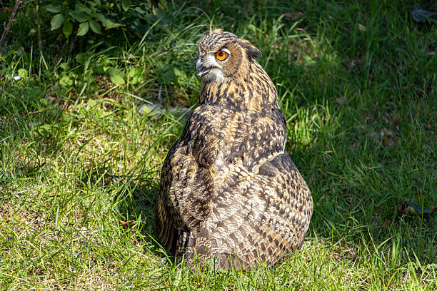 Bubo bubo isolated on a white backgorund