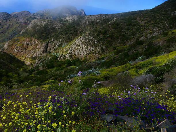 istock Flowers in spring, La Gomera Island, Canary Islands 2222424751