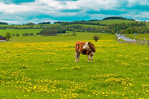 Cows grazing on a lush green meadow in spring. A peaceful rural scene capturing farm life, blooming nature, and the harmony between livestock and the environment