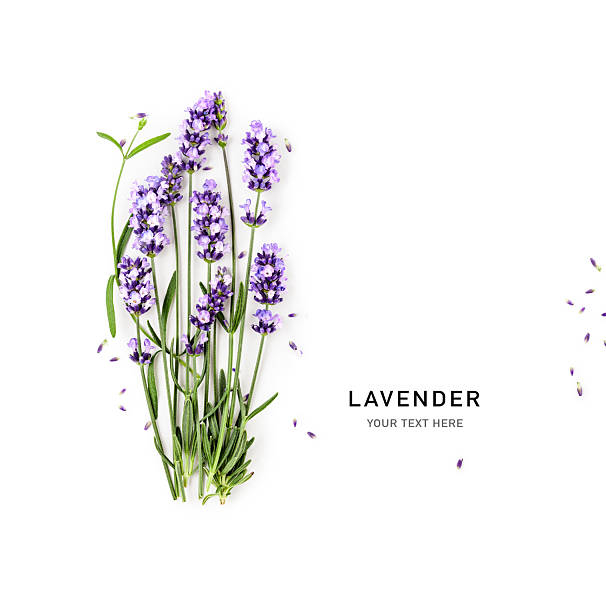 istock Lavender bouquet, loose petals scattered photography isolated on white background 2222425509