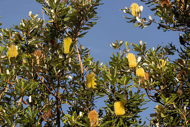 Blue Sky background with native banksia tree with beautiful yellow flowers.