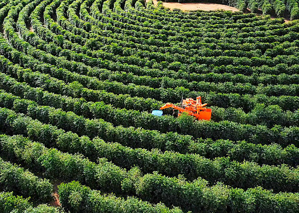 istock Coffee Harvester Working in Coffee Plantation – Aerial View 2222427466