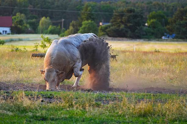 cow in backlight,