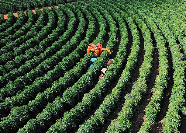 istock Coffee Harvester Working in Coffee Plantation – Aerial View 2222427548