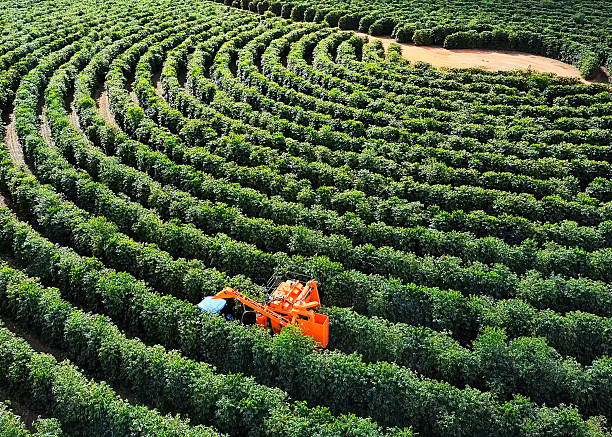 istock Coffee Harvester Working in Coffee Plantation – Aerial View 2222427585