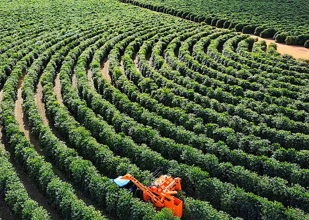 istock Coffee Harvester Working in Coffee Plantation – Aerial View 2222427604