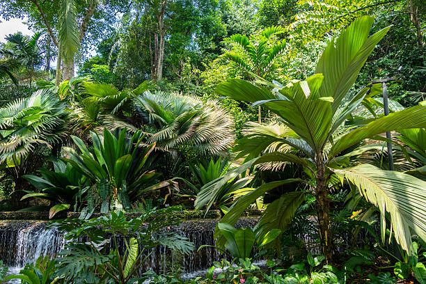 istock Tropical rainforest in Singapore Botanic Gardens 2222428572