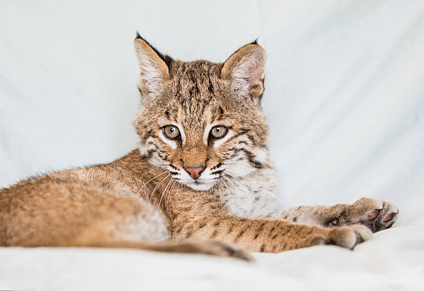 Bobcat kitten at a wildlife rehabilitation facility after being orphaned.