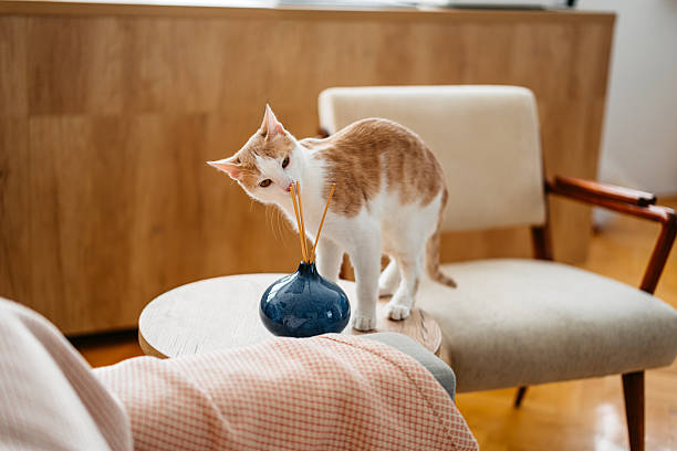 Domesticated cat smelling scent diffuser sticks in an apartment.