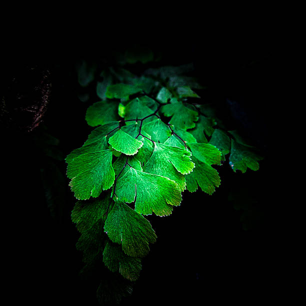 Fresh fern leaves from above.