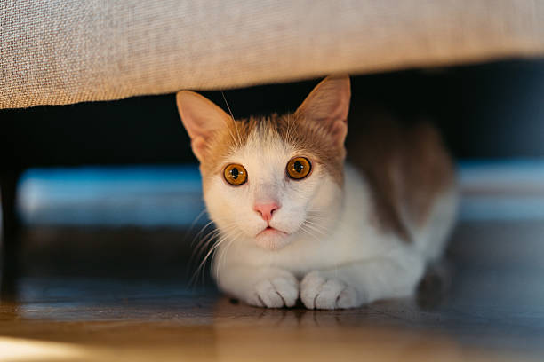 istock Domesticated Cat Hiding Under The Bed 2222431831