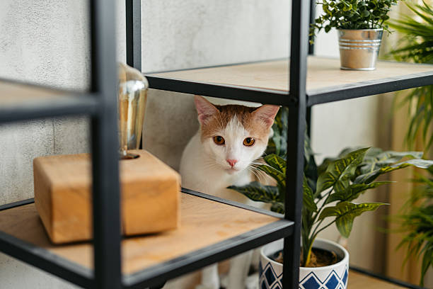 istock Domesticated Cat On The Shelf In An Apartment 2222432021