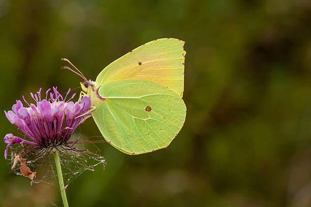 istock brimstone butterfly or Gonepteryx rhamni 2222432673