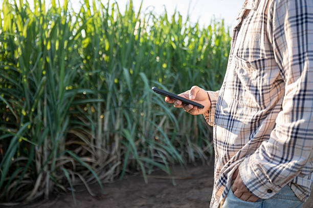 istock A man is standing in a field of tall grass, reading a book 2222438920