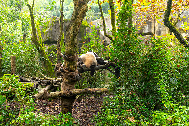 Giant panda sleeping on wooden platform surrounded by green plants and trees in a natural outdoor habitat at Chengdu Research Base of Giant Panda Breeding, China. Biodiversity, wildlife protection.