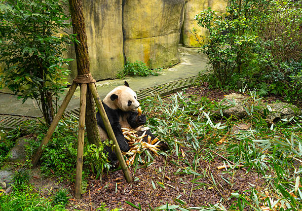 Singapore - 29 Oct 2023: Singapore's first giant panda cub Le Le playing with mother Jia Jia in River Wonders, before returning to China in January.