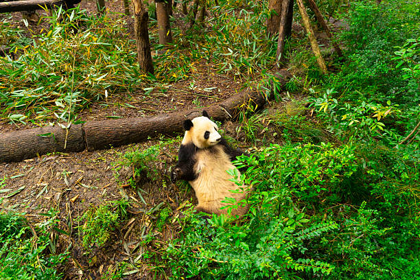 istock Pandas enjoying eating bamboo in Chengdu Research Base. 2222439900